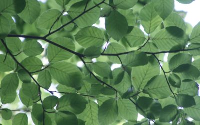 Towards social cohesion and peace through fair food systems